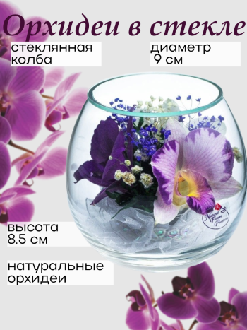 Орхидеи в стекле BmiO (9 см) Натуральные стабилизированные цветы в вакууме